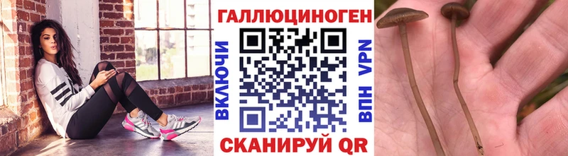 Купить  Рошаль  Галлюциногенные грибы мухоморы 